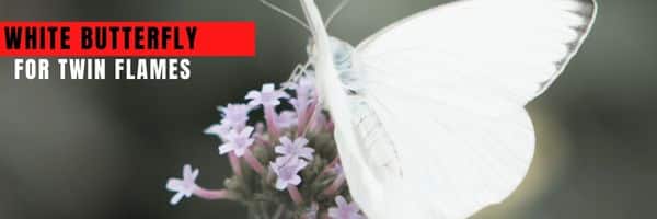 White Butterfly Meaning for Twin Flames