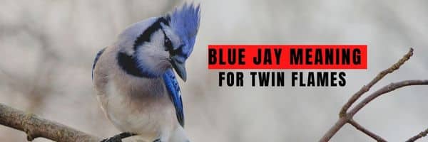 Blue Jay Meaning for Twin Flames